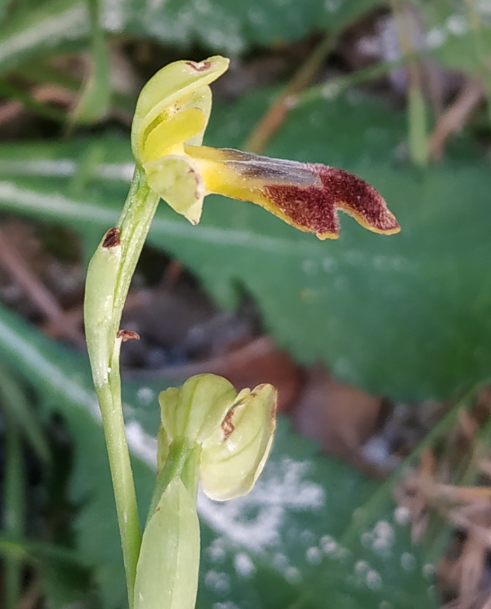 Ophrys gackie?